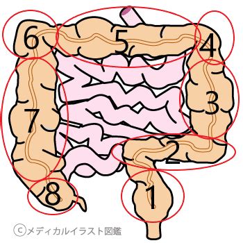 肝彎曲|大腸の名称分け。初心者はここだけは覚えておこう！…